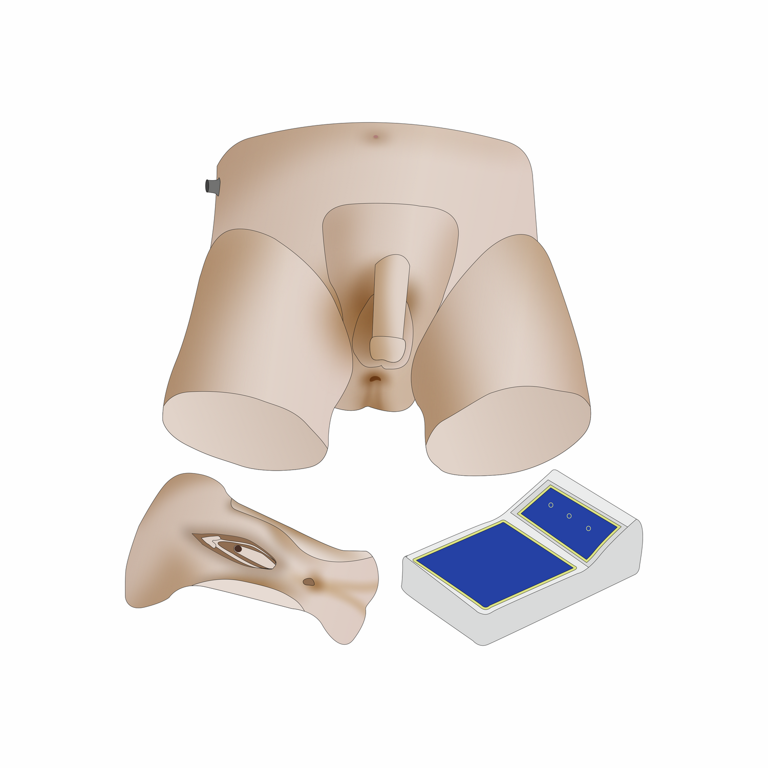 Catheterization & Enema Models