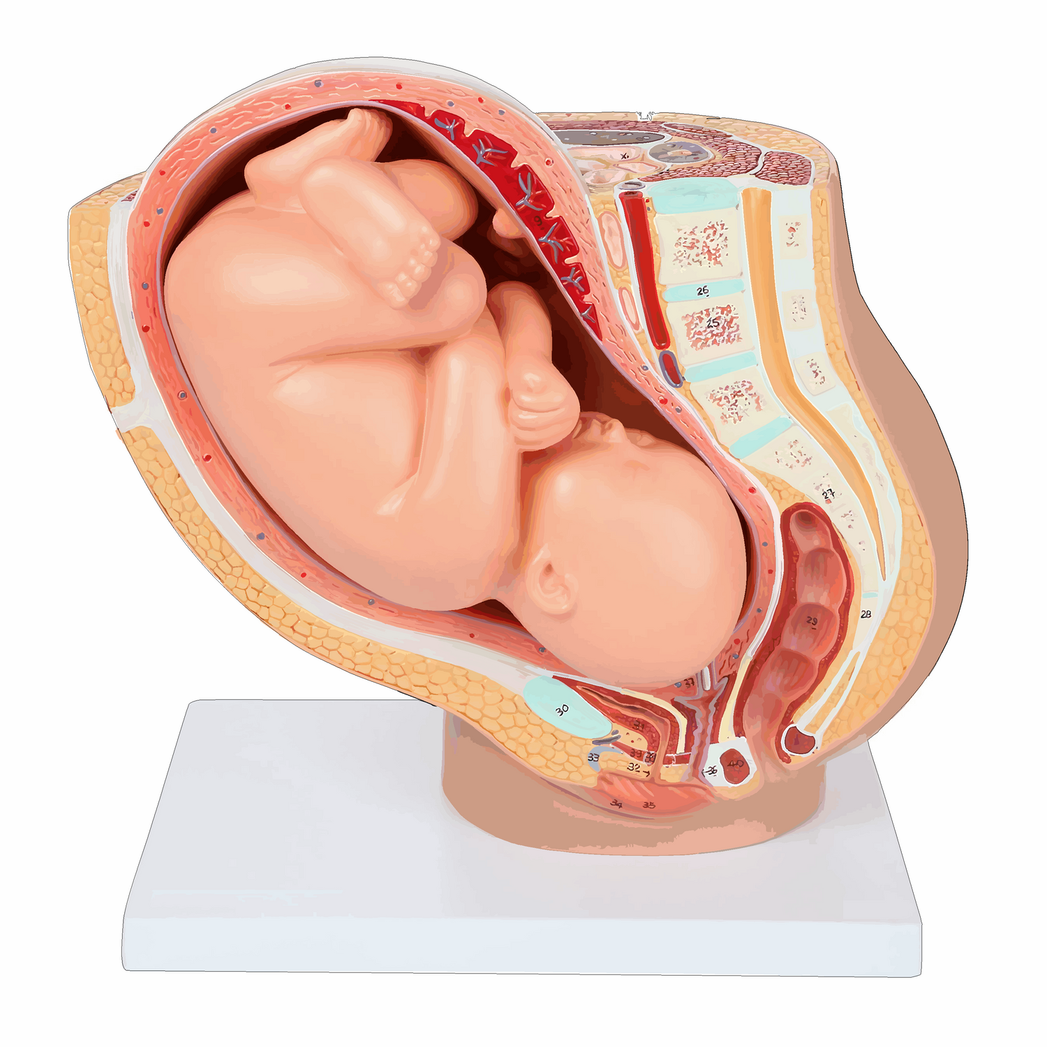 Gynecology Examination Model