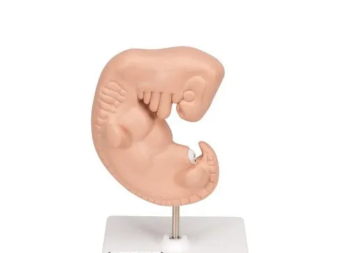 Human Embryo Model