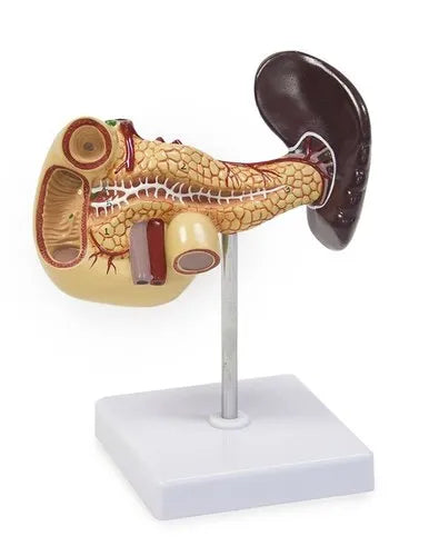 Model Of Spleen, Pancreas & Duodenum Model