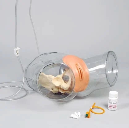 Transparent Female Catheterization Model