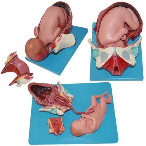 Demonstration Model Of Child Birth