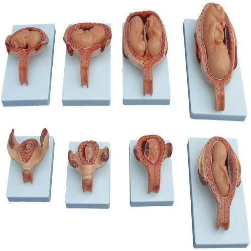 KKI-414A Development process of a Fetus ( Half Size)