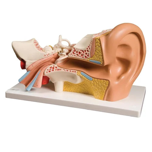 PVC Ear Model