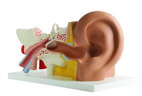 Kay Kay Ear Model