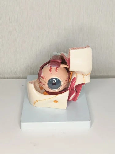 Eye With Orbit Model