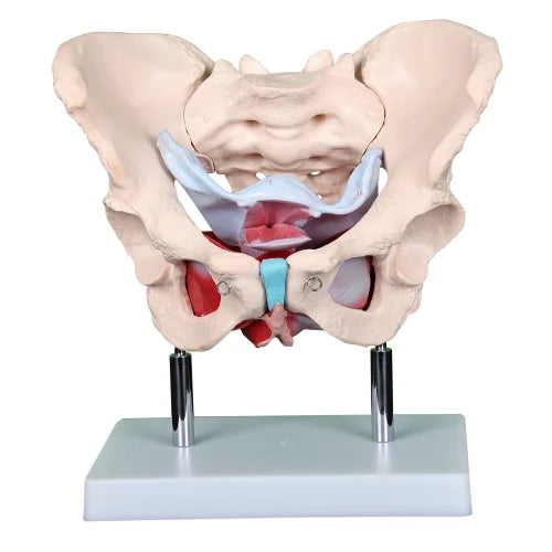 Female Pelvic Muscles & Organ