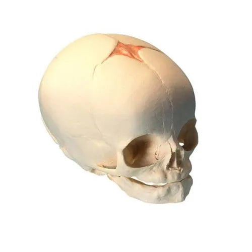 Foetal Child Skull Model