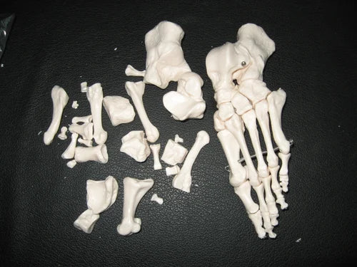 Foot Bones Model