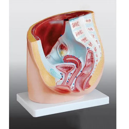 Human Female Pelvis Section Model