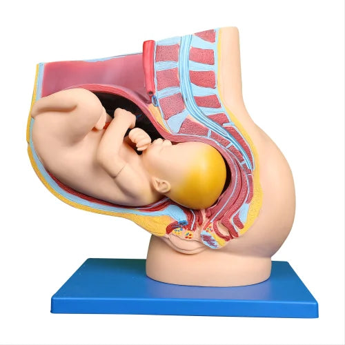 Human Female Pregnant Pelvis Section With Fetus Model