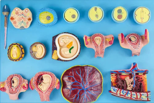 Human Fertilization And Early Embryogeny Model