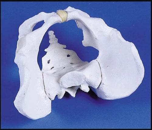 Male Human Pelvis Model