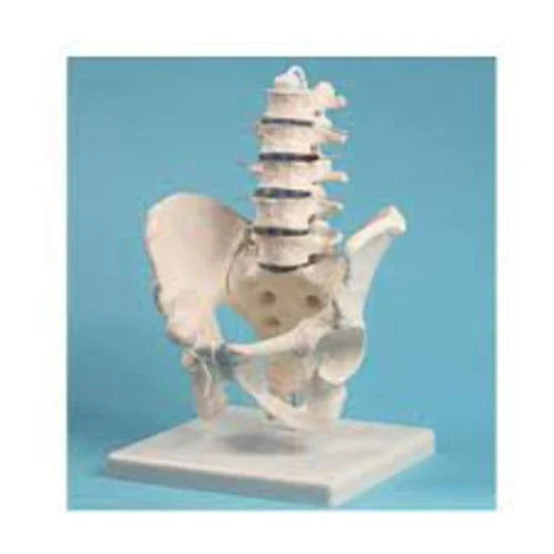 Human Male Pelvis With Lumbar Vertebrae Models