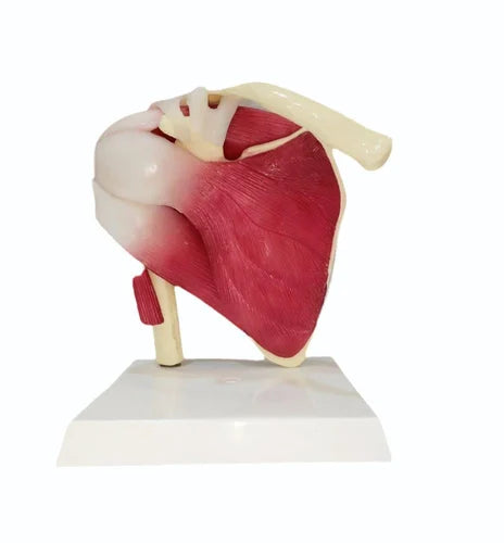 Shoulder Joint With Muscles Model