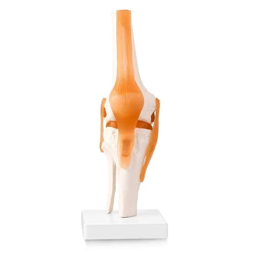 Kay Kay Knee Joint Model