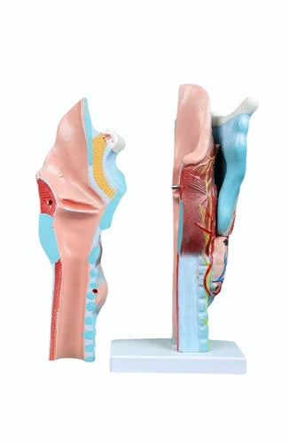 KKI-301 Magnified Human Larnyx Model