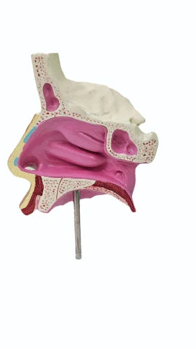 KKI-309 Model of Anatomical Nasal Cavity