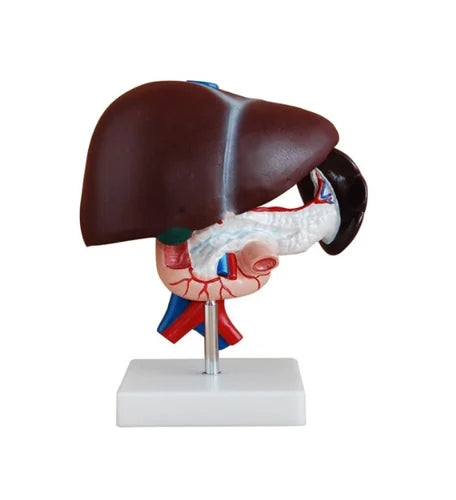 Liver Pancreas and Duodenum Model