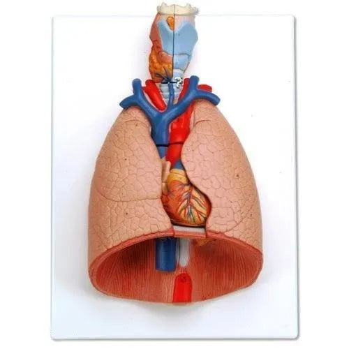 Larynx, Heart & Lungs Model