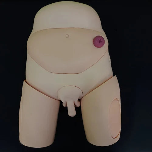 Male Catheterization Model