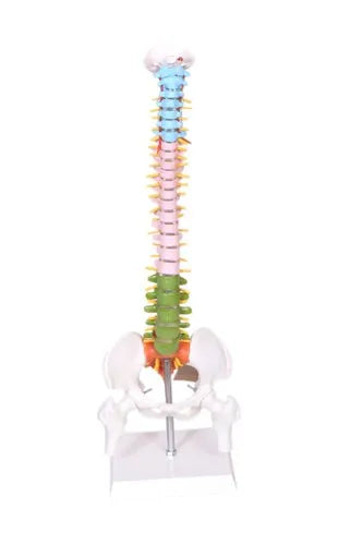 Colored Spine Model