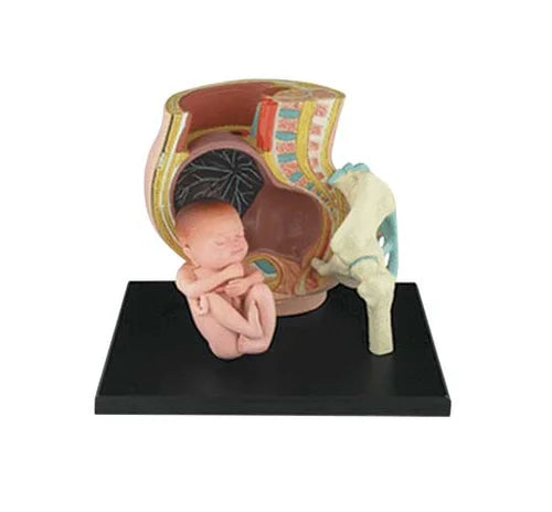 Pregnancy Pelvis with fetus Anatomical Model