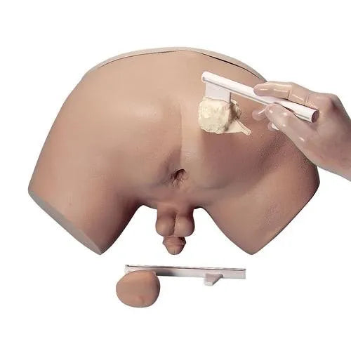 Prostate Examination Model