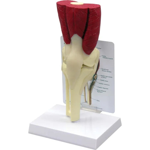 PVC Knee Joint With Muscles