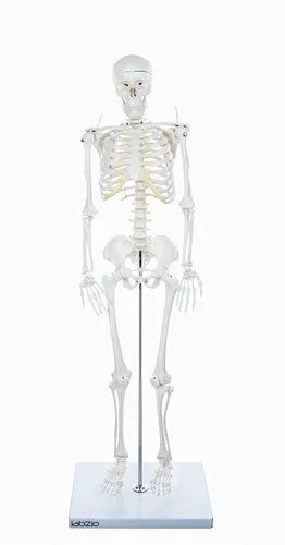 Skeleton Medium Size 85 Cms