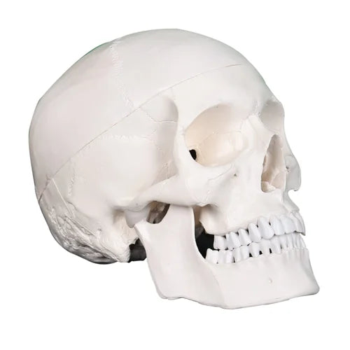 Human Skull Model