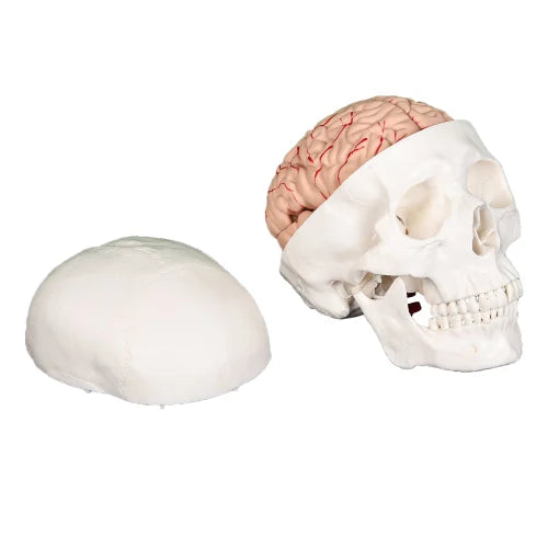 Skull with brain model