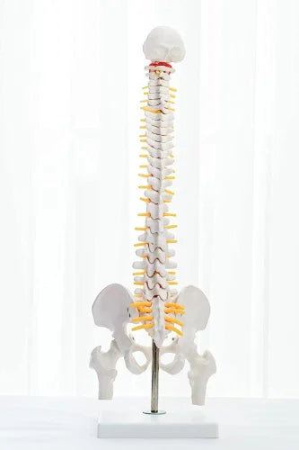 Tabletop Spine Model