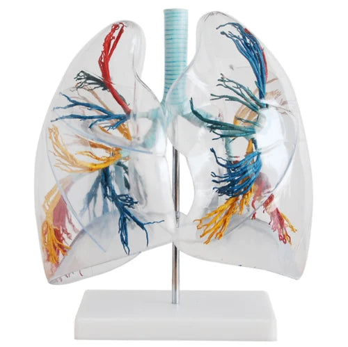 Transparent Lungs Segment Model